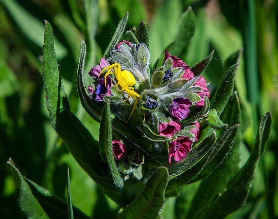 Goldenrod Crab Spider
