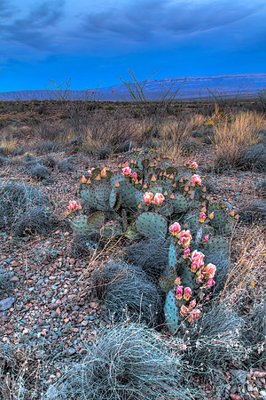 Prickly Pear, Dusk on Glen Springs Road, Big Bend NP