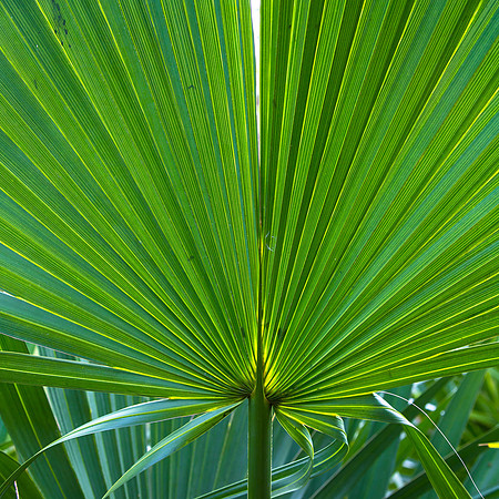 Palmetto State Park