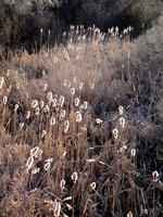 Trail of Fall Grasses and Reeds by Creekbed, Colorado