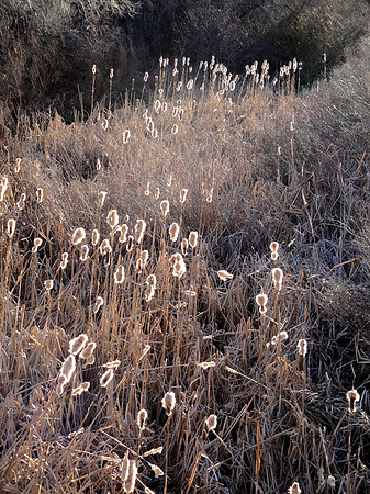 Trail of Fall Grasses and Reeds by Creekbed, Colorado