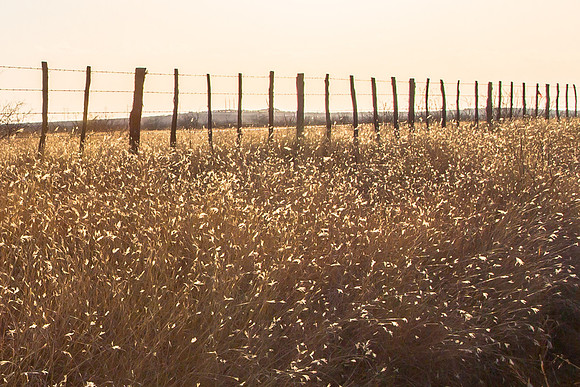 Backlit Grasses, Fenceline, NW Texas