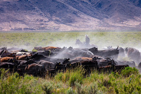 Nevada