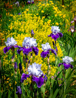 Giverny, Monet's Garden