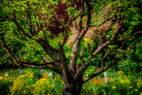 Giverny, Monet's Garden