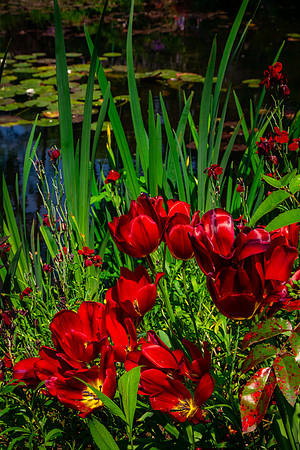 Giverny, Monet's Garden