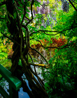 Giverny, Monet's Garden