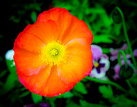 Giverny, Monet's Garden