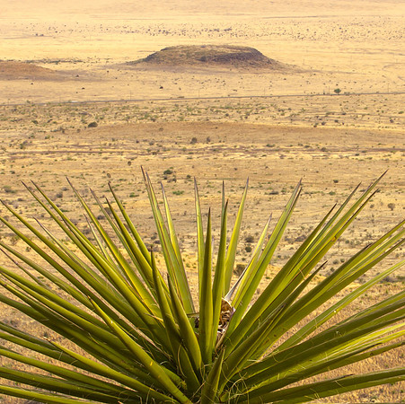 Yucca's View of the Valley, Davis Mtn SP, Texas (Square)