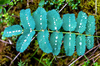 Beaded Pearls on Fern, Denali NP