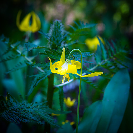 Glacier Lilies