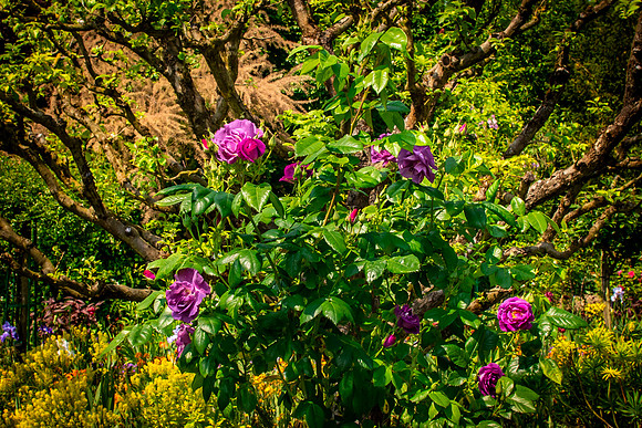 Giverny, Monet's Garden