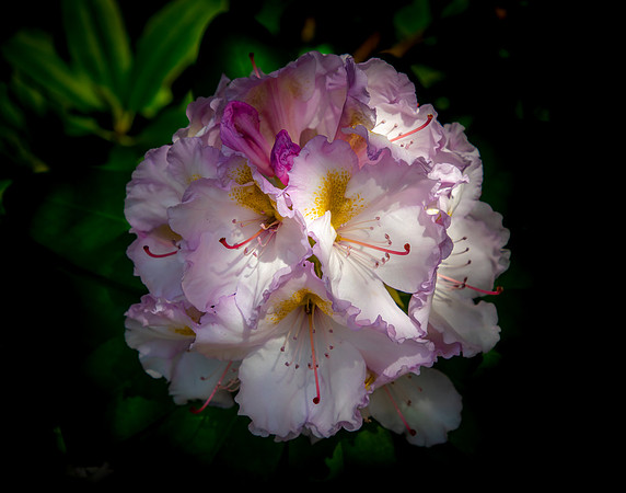 Giverny, Monet's Garden