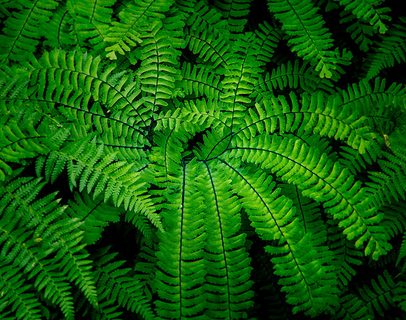Forest near Latourell Falls, Columbia River Gorge Area