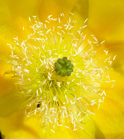 Flower Detail