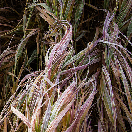 Frosted Waves of Grasses in Fall, Schofield Park, Colorado
