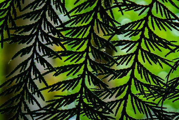 Forest near Latourell Falls, Columbia River Gorge Area