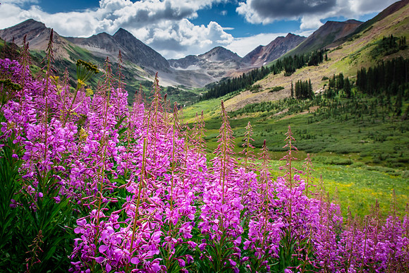 Fireweed at Rustler's Gulch