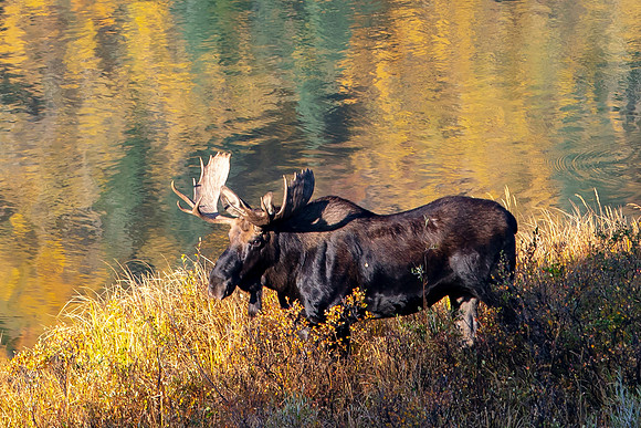 Moose: Fall in the Wetlands