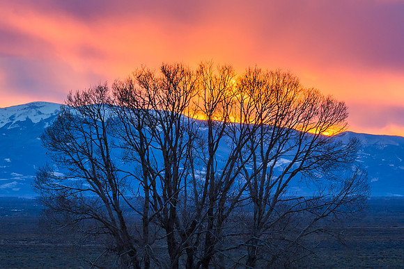 Tree Silhouette, Mountains and Sunset, San Luis Valley