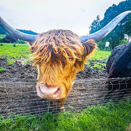 Highland Cow, Scotland