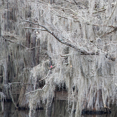 Ornamentals