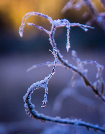 Glazed Branches after First Snow, Zion NP