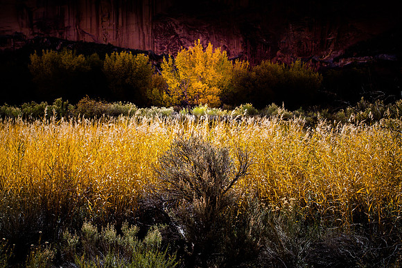 Reeds and Cottonwood in Fall Color, Outside Capitol Reef NP