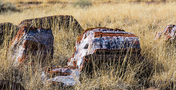 Petrified Log and Grasses