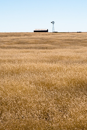 Grasses, Windmill, NE New Mexico