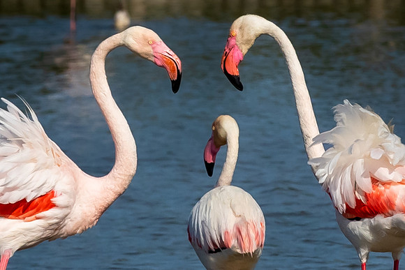Camargue
