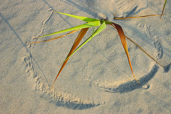 Traces in the Sand, OBX