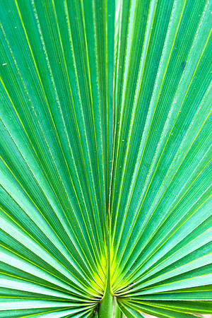 Palmetto State Park