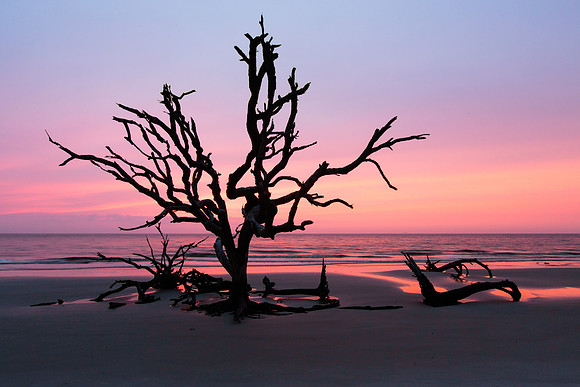 Driftwood Beach, Jekyll Island, GA