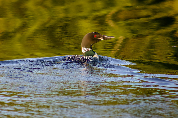 Loon, Palmer Lake, Northwoods