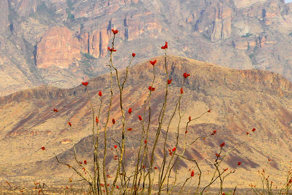 Ocotillo in Bloom, Mountain Backdrop, Big Bend NP