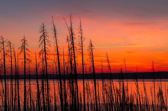Burnt Pines, Burnt Sky, Yellowstone NP