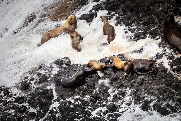 Seals, Oregon Coast, Near Heceta Lighthouse