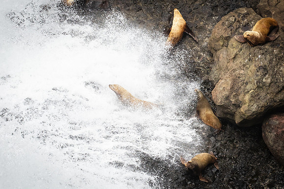 Seals, Oregon Coast, Near Heceta Lighthouse