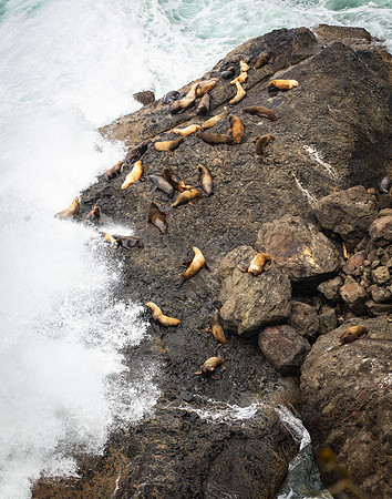 Seals, Oregon Coast, Near Heceta Lighthouse