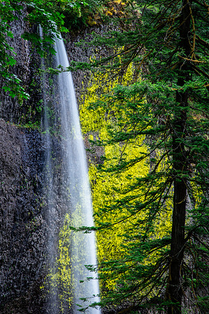 Latourell Falls, Oregon