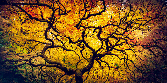 "Golden Sanctuary"     Best Color for 2019 (Annual Award by Houston Photographic Society)