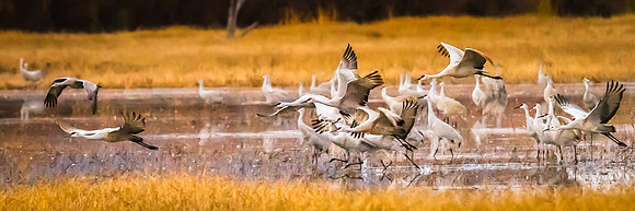 "Take-Off" Silver 3rd Place Color October 2019 HPS