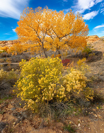 Along San Juan River, Near Mexican Hat