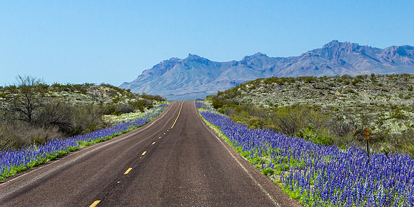 Bluebonnets in Big Bend (Cover photo for Wildflower Magazine)