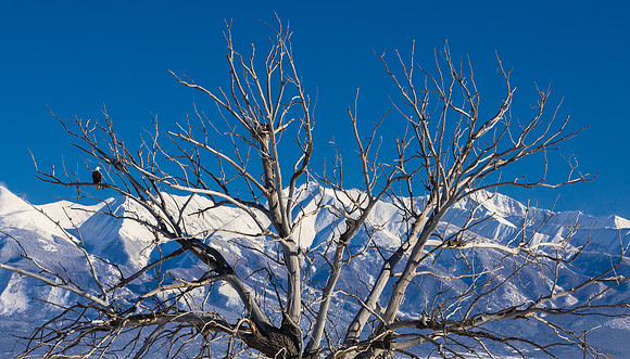 Eagle on Watch; Sangre de Cristo Mtns