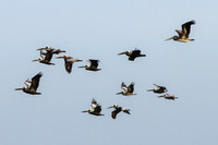 Pelicans, Mustang Island, Texas
