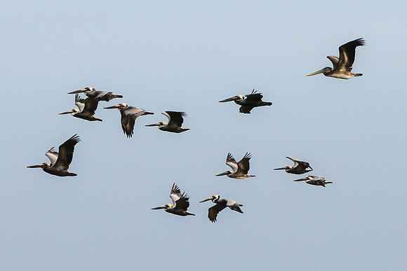 Pelicans, Mustang Island, Texas