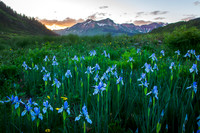 Irises, Gothic Valley Mountains