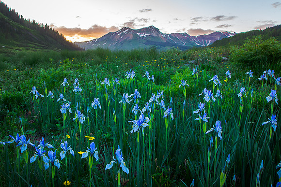 Irises, Gothic Valley Mountains